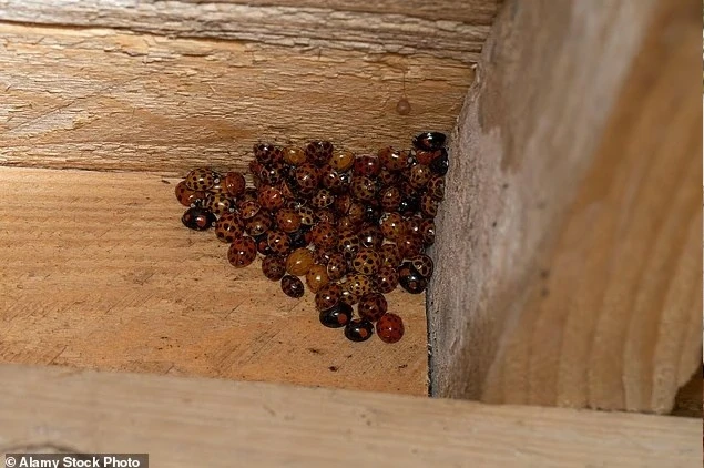 Bọ rùa châu Á náo loạn tràn vào hàng loạt nhà dân Mỹ