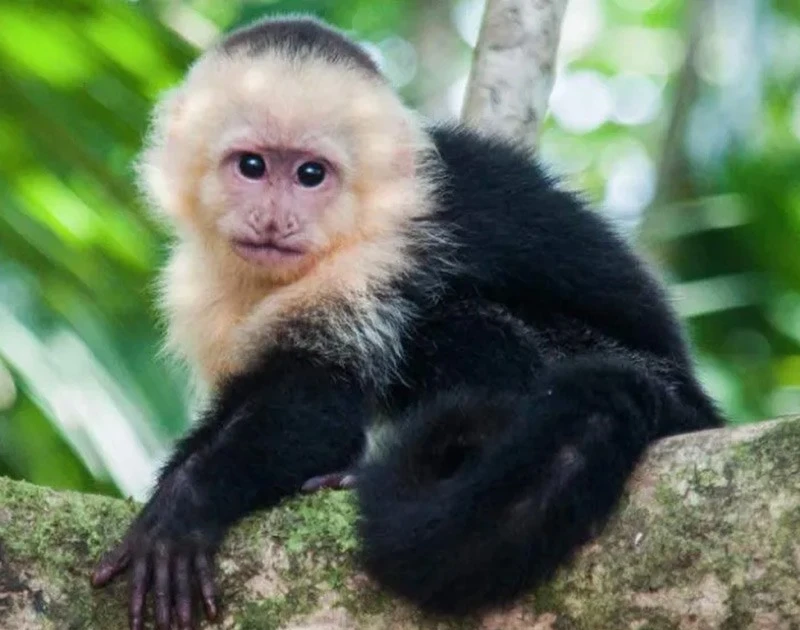 Gọi tên những loài vật cực thông minh khiến khoa học kinh ngạc