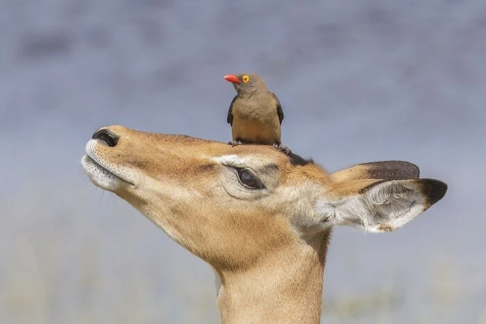 Những khoảnh khắc tự nhiên vui nhộn, kỳ thú của động vật hoang dã