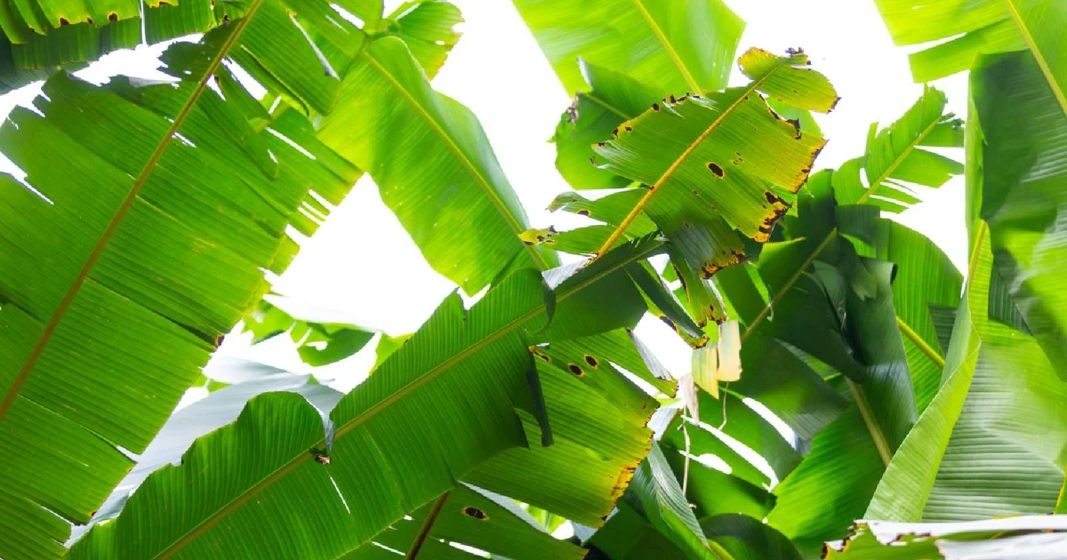 Lá chuối - Bí mật về khả năng chữa bệnh