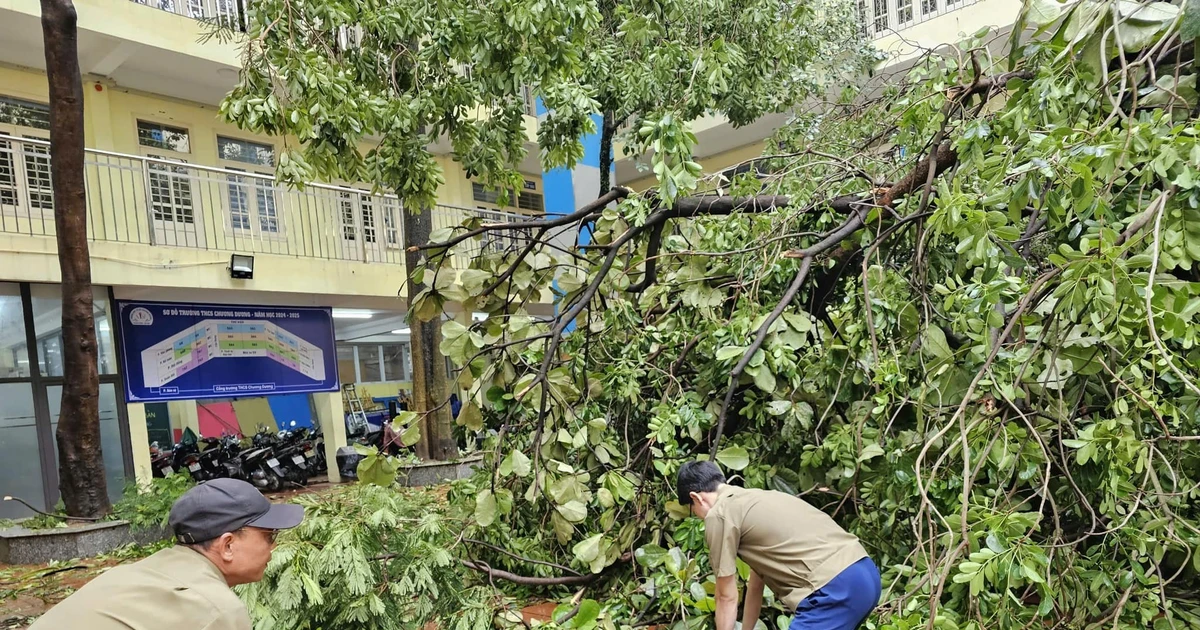 Trường học Hà Nội khẩn trương dọn dẹp cây đổ đón học sinh trở lại trường ngày 9/9