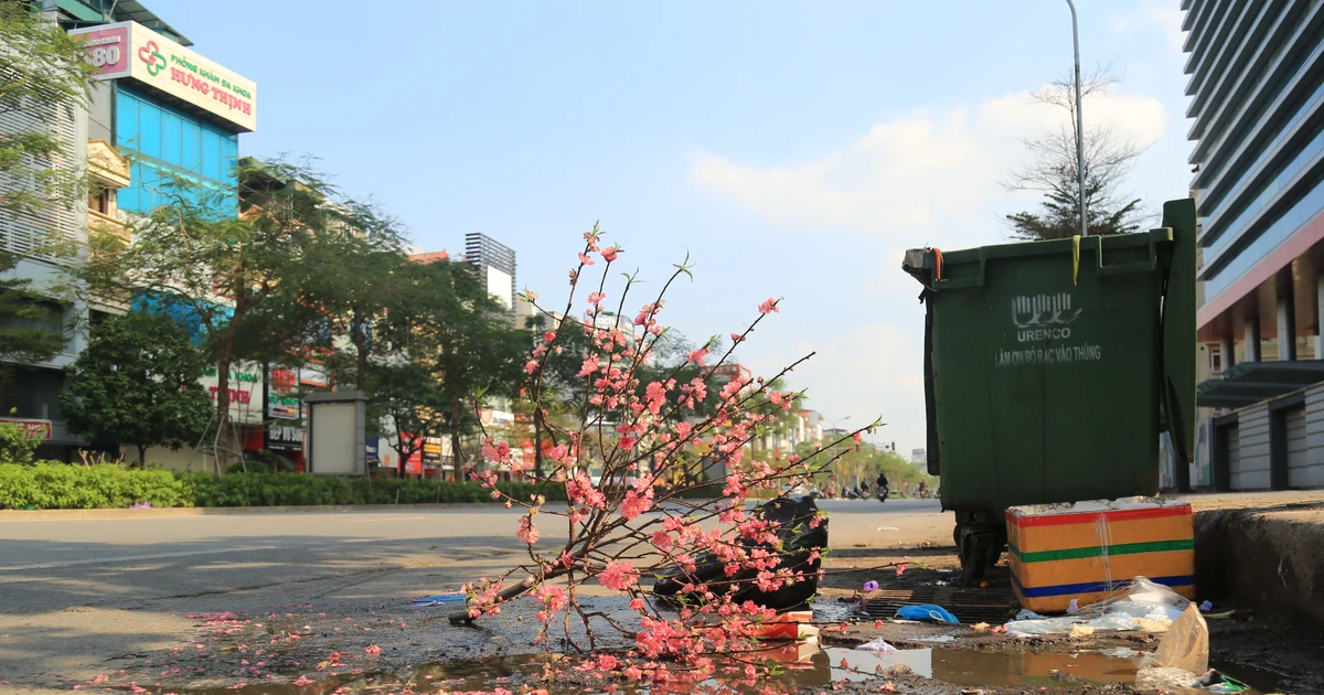 Hoa đào ngập tràn xe rác, vỉa hè ở Hà Nội