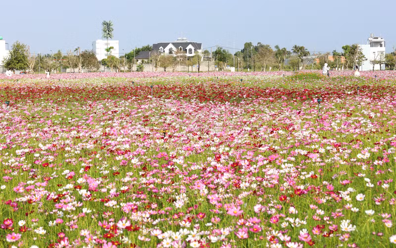 Cánh đồng hoa Sao Nhái tọa lạc tại một khu đô thị trên địa bàn phường Tân Thành, Cà Mau có diện tích rộng hơn 2ha gồm khuôn viên ao, hồ xung quanh. hoa-6.jpg