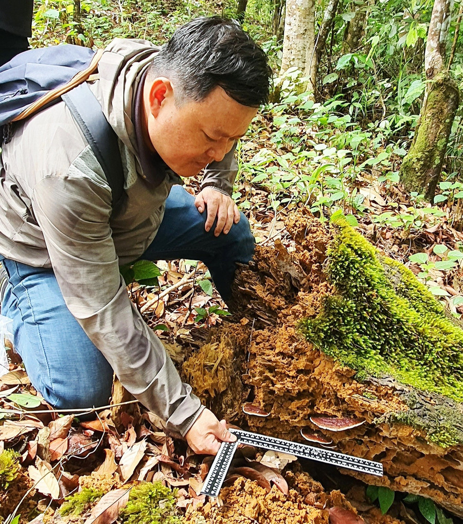 Là nhà khoa học gắn bó với Tây Nguyên, PGS.TS Nguyễn Phương Đại Nguyên luôn tìm tòi, nghiên cứu phát triển nguồn dược liệu quý từ rừng. (Ảnh: NT) 1000038559.jpg