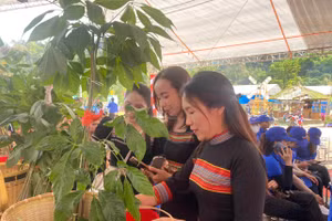 Lễ hội sâm Ngọc Linh tại huyện Nam Trà My (Quảng Nam). 