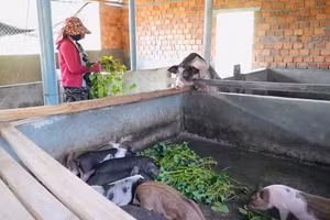 Nhờ các chính sách hỗ trợ giảm nghèo của Nhà nước mà đời sống của người dân từng bước cải thiện. Ảnh: N.Toàn