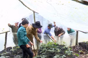 Người dân xã Xốp dần mở rộng diện tích trồng cây dược liệu. Ảnh: UBND xã Xốp