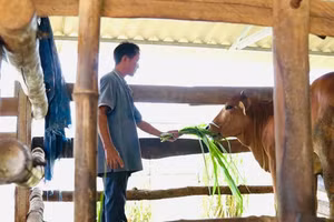 Bà Nga tặng lại con bò cái cho gia đình ông Trần Đức Thông. Ảnh: N.Toàn