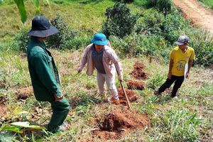Công tác quản lý, bảo vệ và phát triển rừng ở tỉnh Quảng Ngãi đạt nhiều kết quả tích cực. Ảnh: Thanh Tùng