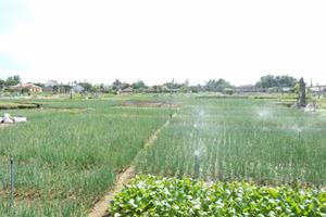 Một góc Làng rau Trà Quế.