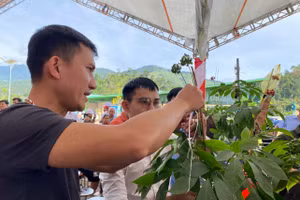 Những cây sâm Ngọc Linh tham gia tại hội thi sâm.