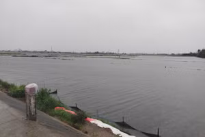 Lúa vụ Hè Thu ở tỉnh Quảng Nam bị ngập úng do mưa lớn kéo dài. 