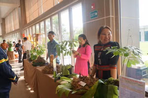 Phiên chợ sâm Ngọc Linh. (Ảnh: Q.Phú)