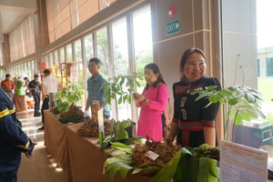 Phiên chợ sâm Ngọc Linh. (Ảnh: Q.Phú)