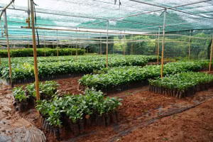 Nhiều xã miền núi của tỉnh Quảng Ngãi dự định mở rộng diện tích canh tác cà phê để giảm nghèo bền vững. Ảnh: Q.Phú