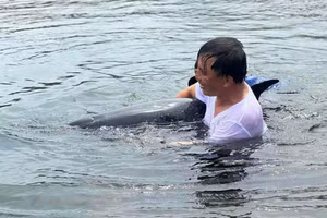 Cá heo bị mắc cạn được Bộ đội Biên phòng và ngư dân cứu thành công. (Ảnh: BĐBP Đà Nẵng).