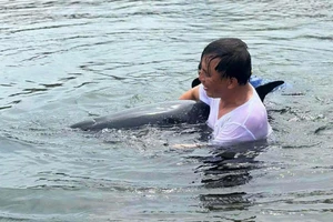 Cá heo bị mắc cạn được Bộ đội Biên phòng và ngư dân cứu thành công. (Ảnh: BĐBP Đà Nẵng).
