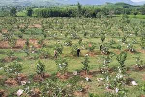 Xã miền núi Quảng Ngãi chuyển mình nhờ Chương trình Mục tiêu quốc gia. Ảnh: N.Toàn