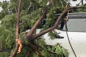 Cây xanh đổ đè trên ô tô.