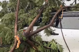 Cây xanh đổ đè trên ô tô.