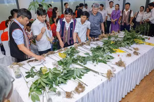 Hội đồng chuyên môn đánh giá các cây Sâm Ngọc Linh tham gia Hội thi tôn vinh vẻ đẹp Sâm Ngọc Linh. Ảnh: Cổng TTĐT Đà Nẵng