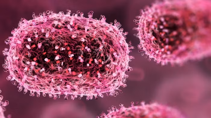Virus Shamonda dưới kính hiển vi.