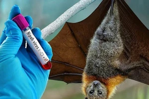 UBND tỉnh An Giang chỉ đạo chủ động công tác phòng, chống bệnh do vi rút Nipah. Ảnh minh họa.