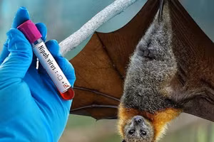 UBND tỉnh An Giang chỉ đạo chủ động công tác phòng, chống bệnh do vi rút Nipah. Ảnh minh họa.