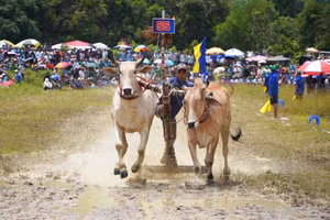 Những đôi bò mạnh mẽ cùng những nài bò bản lĩnh cống hiến những màn tranh tài mãn nhãn cho khán giả.