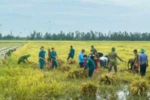 Lực lượng chức năng giúp dân thu hoạch lúa bị đổ ngã do mưa bão.