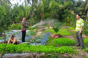 Mô hình rau, màu xen canh tại xã Tân Thạnh, huyện Long Phú.