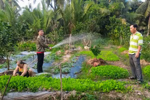 Mô hình rau, màu xen canh tại xã Tân Thạnh, huyện Long Phú.
