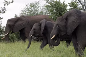 Đàn voi tại Công viên quốc gia Kruger ở Nam Phi.