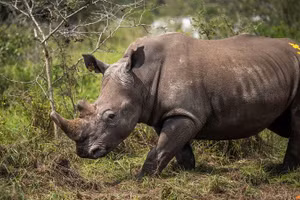 70 con tê giác được nuôi tại Nam Phi đã được thả tự do về Vườn quốc gia Akagera ở Rwanda.