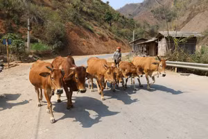 Nhiều hộ dân ở Sơn La đã phát triển mô hình nuôi bò, để nâng cao thu nhập. 