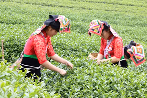 Nhờ sự tuyên truyền của chính quyền địa phương, người dân xã Mường É có thu nhập cao từ trồng chè.