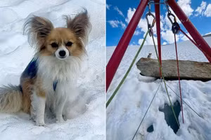 Chú chó Chihuahua được ca ngợi là "anh hùng bốn chân", khi đã cứu được chủ của nó rơi xuống khe nứt trên một sông băng ở Thụy Sĩ.