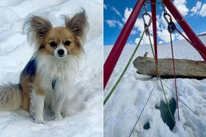 Chú chó Chihuahua được ca ngợi là "anh hùng bốn chân", khi đã cứu được chủ của nó rơi xuống khe nứt trên một sông băng ở Thụy Sĩ.