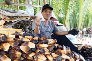 Trước đây, người dân ở miền Tây chủ yếu chằm lá dừa nước để bán, nay có thêm thu nhập ổn định từ nghề chẻ trái dừa nước lấy cơm dừa. (Ảnh: Q.A)