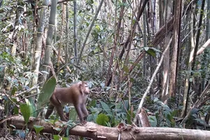 Một con khỉ đuôi lợn được chụp ảnh trong cuộc khảo sát bằng bẫy ảnh ở Công viên quốc gia Virachey.