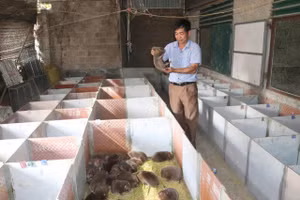 Ông Huân đang kiểm tra sức khoẻ của dúi tại chuồng.