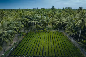 Một góc cảnh xứ dừa.