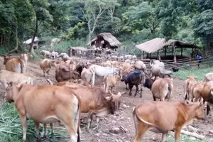 Nhiều hộ dân ở huyện Sốp Cộp có cuộc sống khấm khá nhờ nuôi trâu, bò.