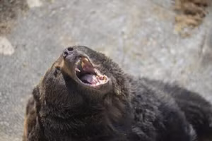 Trong những năm gần đây, số vụ gấu tấn công người ở Nhật Bản tăng lên theo cấp số nhân.