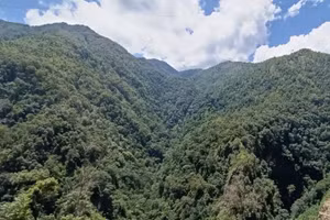 Rừng đặc dụng ở khu vực biên giới Sơn La luôn giữ màu xanh bạt ngàn.