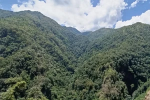 Rừng đặc dụng ở khu vực biên giới Sơn La luôn giữ màu xanh bạt ngàn.