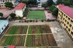 Việc trồng rau giúp học sinh cảm nhận được thành quả lao động của mình.