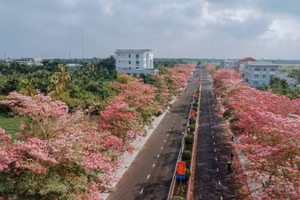 Con đường hoa kèn hồng nằm tại đường Hùng Vương, huyện Châu Thành, tỉnh Sóc Trăng.