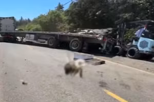 Hàng trăm triệu ong mật đã thoát khỏi một chiếc xe tải bị lật gây hoảng loạn ở tiểu bang Washington, ngày 31/5/2025.