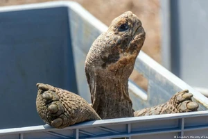 Một con rùa khổng lồ chuẩn bị được thả về đảo Floreana.